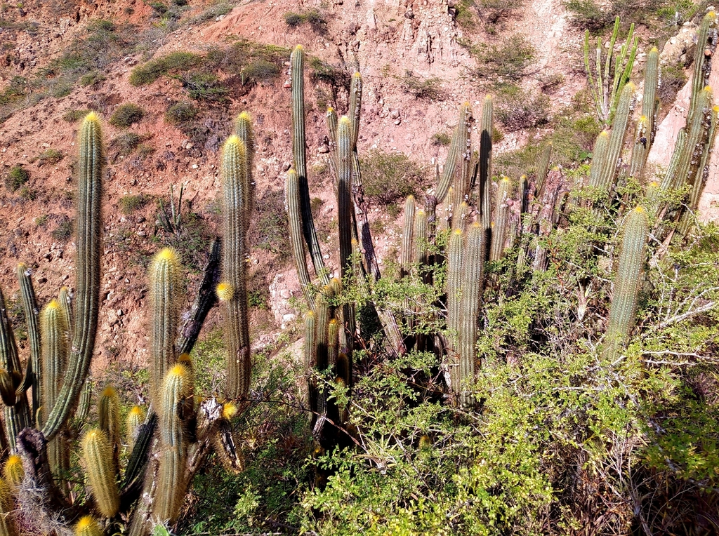 Pilosocereus tillianus