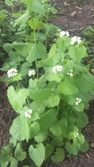 Alliaria petiolata