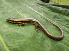 Marisora lineola