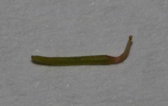 Indigofera sp-aff-humifusa