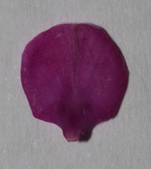 Indigofera sp-aff-humifusa