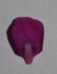 Indigofera sp-aff-humifusa