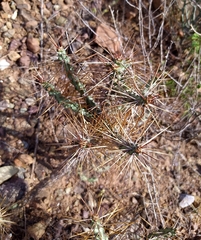Cylindropuntia caribaea