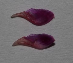 Indigofera sp-aff-humifusa