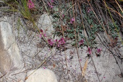 Indigofera sp-aff-humifusa