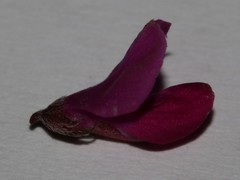 Indigofera sp-aff-humifusa