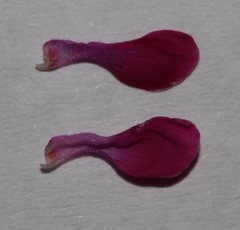 Indigofera sp-aff-humifusa