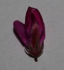 Indigofera sp-aff-humifusa