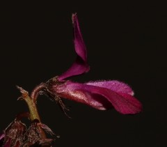 Indigofera sp-aff-humifusa