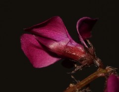 Indigofera sp-aff-humifusa