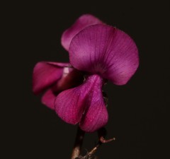 Indigofera sp-aff-humifusa