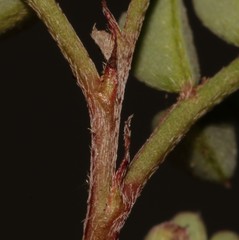 Indigofera sp-aff-humifusa