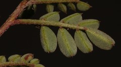 Indigofera sp-aff-humifusa