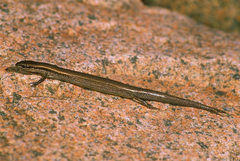Ablepharus deserti