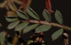 Indigofera sp-aff-humifusa