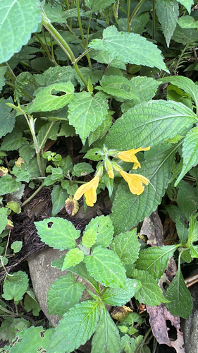 Salvia nipponica iNat (2)