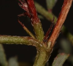 Indigofera sp-aff-humifusa
