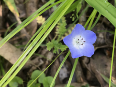 Nemophila