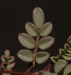 Indigofera sp-aff-humifusa