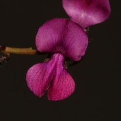 Indigofera sp-aff-humifusa
