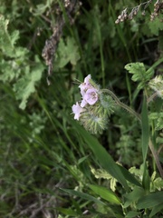 Phacelia cicutaria hispida