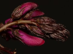 Indigofera sp-aff-humifusa