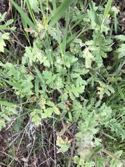 Phacelia cicutaria hispida
