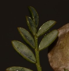 Lessertia herbacea