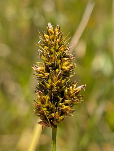 Dense sedge (Carex densa)