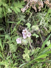 Phacelia cicutaria hispida