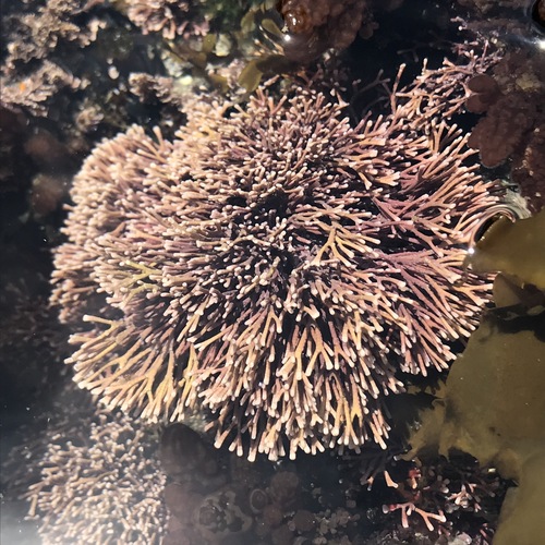 Amphiroa beauvoisii observed 2019-05-11