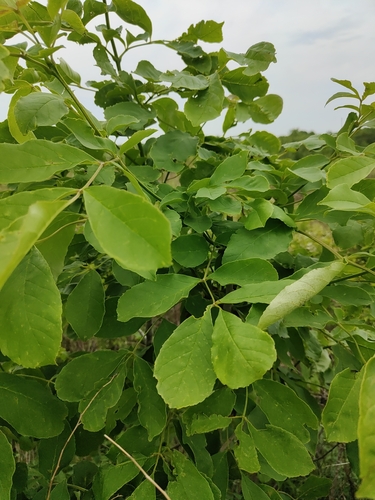 Fraxinus chinensis, photograph 4