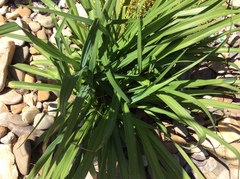 Hemerocallis lilioasphodelus