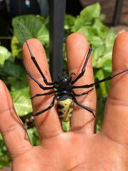 Trichonephila turneri