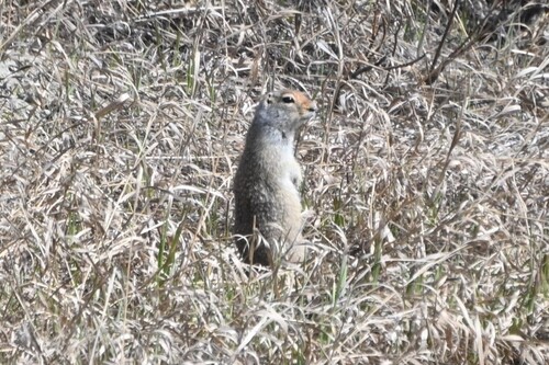 Arctic Ground Squirrel observed by sydcannings
