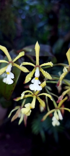 Epidendrum alabastrialatum Pollard ex Hágsater