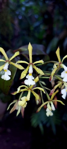 Epidendrum alabastrialatum Pollard ex Hágsater 2