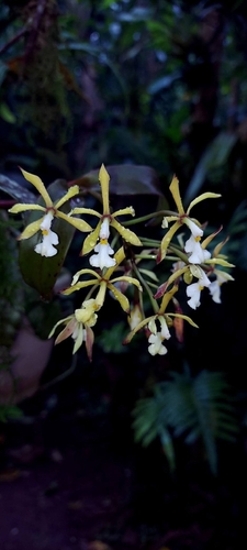Epidendrum alabastrialatum Pollard ex Hágsater 3