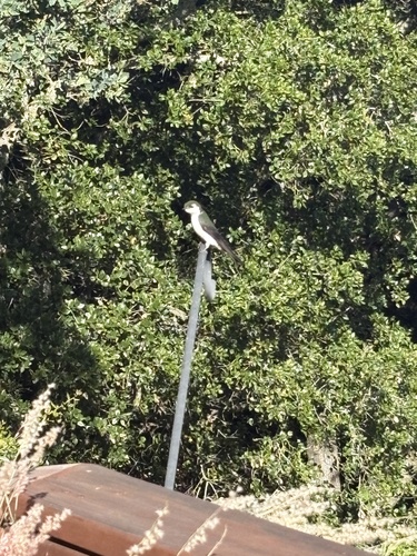 Violet-green Swallow