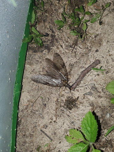 Summer Fishfly