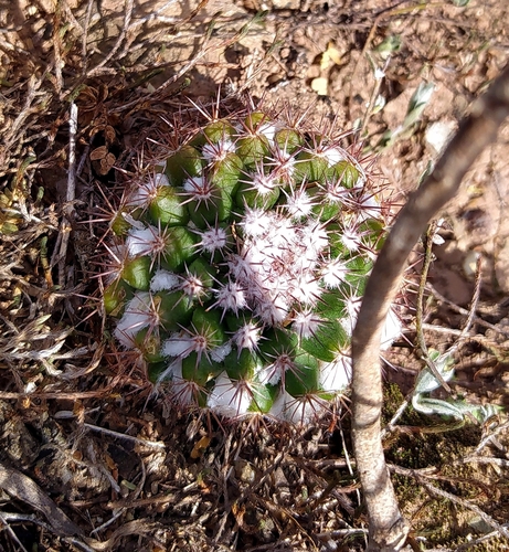 Mammillaria mammillaris