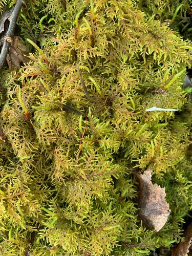 stairstep moss