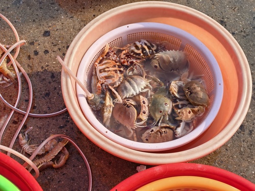 Coral Swimmer Crab