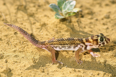 Teratoscincus scincus