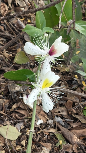 Capparis brevispina, photograph 2