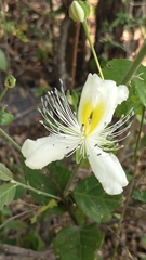 rajesh rocky, CC BY, iNaturalist via GBIF Capparis brevispina, photograph rajesh rocky, CC BY, iNaturalist via GBIF
