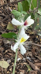 rajesh rocky, CC BY, iNaturalist via GBIF Capparis brevispina, photograph rajesh rocky, CC BY, iNaturalist via GBIF