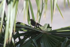 Haemorhous mexicanus