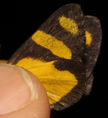 Phaeochlaena costaricensis