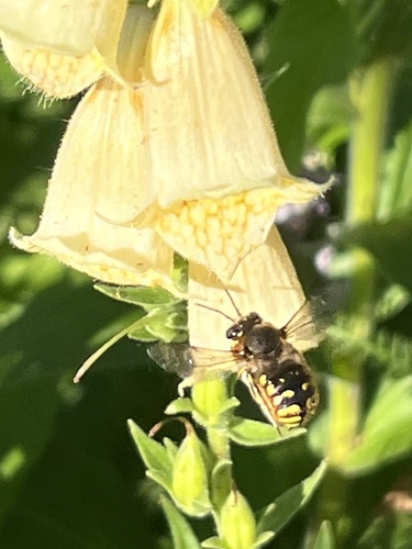 European Woolcarder Bee